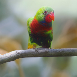 ImageNet sample