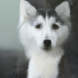 ImageNet sample