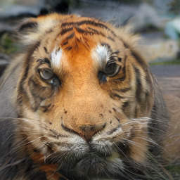 ImageNet sample