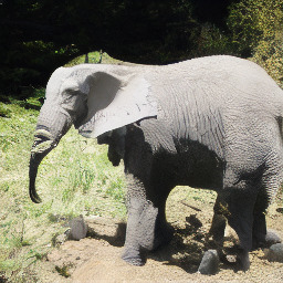 ImageNet sample