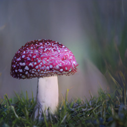 ImageNet sample