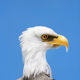 ImageNet sample